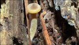 Simocybe centunculus var. centunculus image