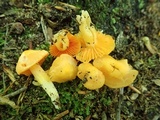 Humidicutis marginata var. concolor image
