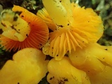 Humidicutis marginata var. concolor image