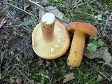 Lactifluus hygrophoroides image