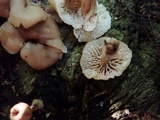 Lentinellus micheneri image