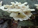 Pleurotus pulmonarius image