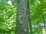 Pleurotus pulmonarius image