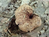 Sarcodon imbricatus image