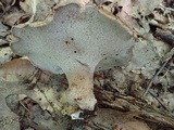 Sarcodon imbricatus image