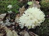 Sebacina sparassoidea image