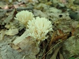 Sebacina schweinitzii image