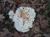 Sebacina schweinitzii image