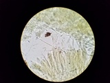 Lachnellula cervina image