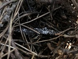 Lachnellula cervina image