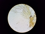 Lachnellula cervina image