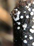 Lachnellula cervina image