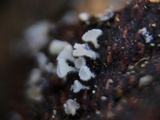 Lachnellula cervina image