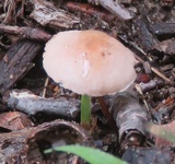 Mycetinis scorodonius image
