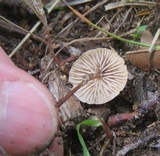 Mycetinis scorodonius image