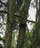 Phellinus robiniae image