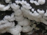 Ceratiomyxa fruticulosa var. fruticulosa image