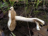 Hebeloma crustuliniforme image