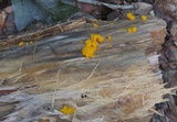 Tremella mesenterella image