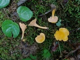 Cantharellus persicinus image