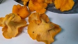 Cantharellus lateritius image
