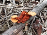 Earliella scabrosa image