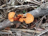Earliella scabrosa image