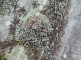 Phaeophyscia rubropulchra image