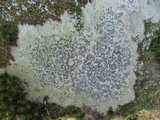 Porpidia albocaerulescens var. albocaerulescens image