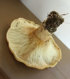Lactarius psammicola image