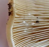 Lactarius psammicola image