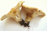 Lactarius psammicola image
