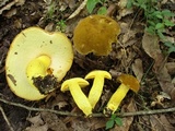 Boletus auripes image