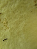 Boletus auripes image