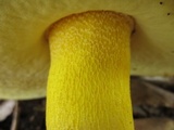 Boletus auripes image