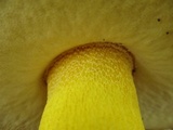 Boletus auripes image