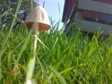 Conocybe apala image