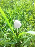 Conocybe apala image