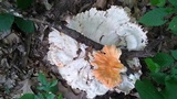 Laetiporus cincinnatus image