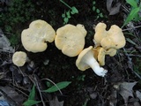 Cantharellus flavus image