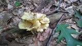 Chrysomphalina strombodes image