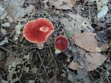 Chalciporus pseudorubinellus image