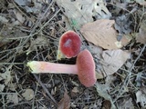 Chalciporus pseudorubinellus image
