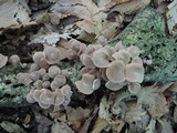 Gymnopus fasciatus image
