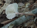 Gymnopus fasciatus image