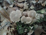 Gymnopus fasciatus image