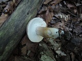 Boletus variipes image