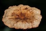 Lactarius areolatus image