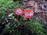 Lactarius rufus image