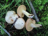 Suillus weaverae image